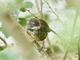 White-browed Scrubwren (Sericornis frontalis)