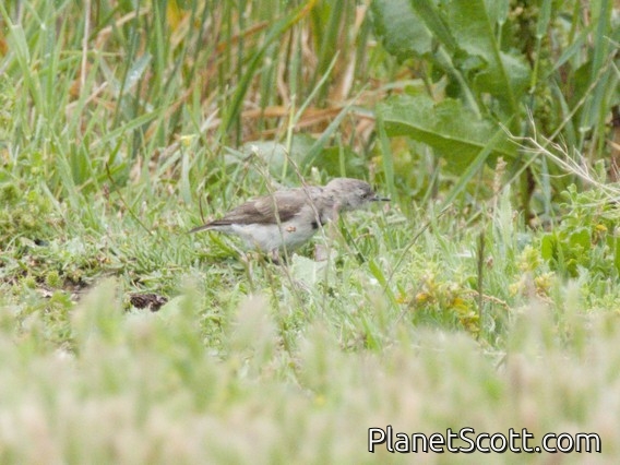 White-fronted Chat (Epthianura albifrons)