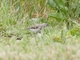 White-fronted Chat (Epthianura albifrons)