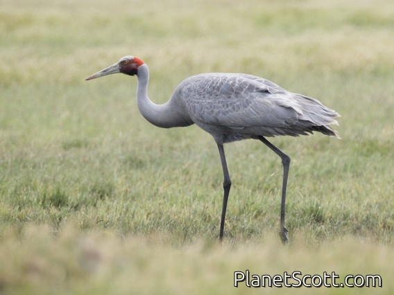 Brolga (Antigone rubicunda)
