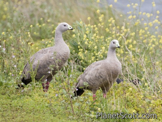 Cape Barren Goose (Cereopsis novaehollandiae)
