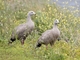 Cape Barren Goose (Cereopsis novaehollandiae)