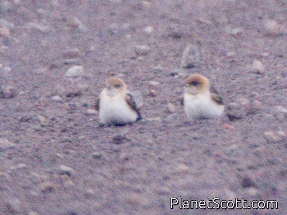 Fairy Martin (Hirundo ariel)