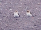 Fairy Martin (Petrochelidon ariel)