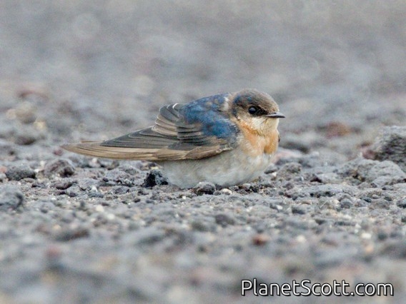 Welcome Swallow (Hirundo neoxena)
