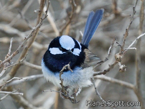 Superb Fairywren (Malurus cyaneus)