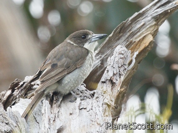 Gray Butcherbird (Cracticus torquatus)