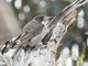Gray Butcherbird (Cracticus torquatus)