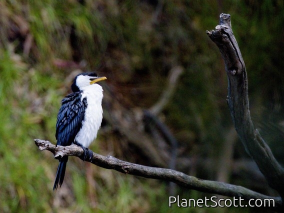 Little Pied Cormorant (Microcarbo melanoleucos)