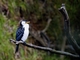 Little Pied Cormorant (Microcarbo melanoleucos)