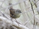 White-browed Scrubwren (Sericornis frontalis)