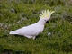 Sulphur-crested Cockatoo (Cacatua galerita)