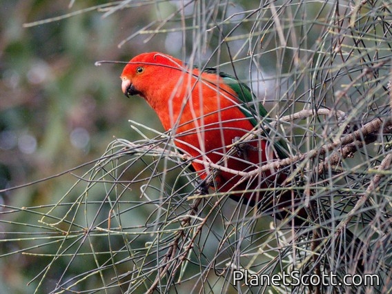 Australian King-Parrot (Alisterus scapularis) - Male