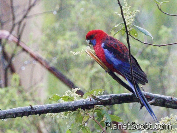 Crimson Rosella (Platycercus elegans)