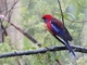 Crimson Rosella (Platycercus elegans)