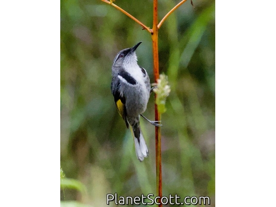 Crescent Honeyeater (Phylidonyris pyrrhopterus)