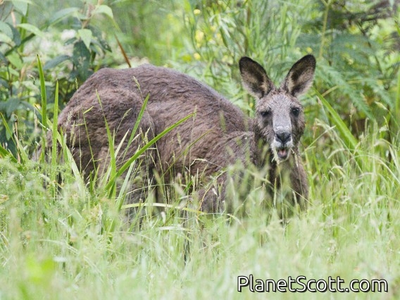 Eastern Gray Kangaroo (Macropus giganteus)