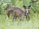 Eastern Gray Kangaroo (Macropus giganteus)