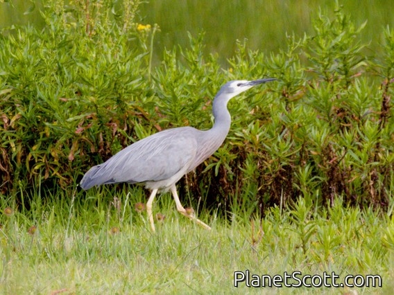 White-faced Heron (Egretta novaehollandiae)