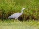 White-faced Heron (Egretta novaehollandiae)