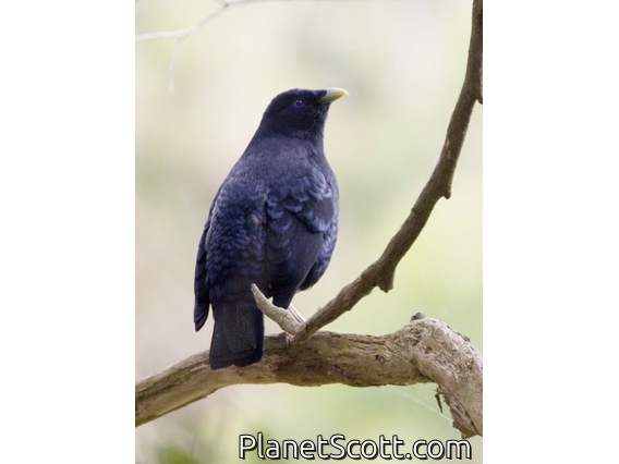 Satin Bowerbird (Ptilonorhynchus violaceus) - Male