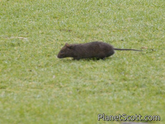 Australian Swamp Rat (Rattus lutreolus)
