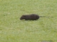 Australian Swamp Rat (Rattus lutreolus)