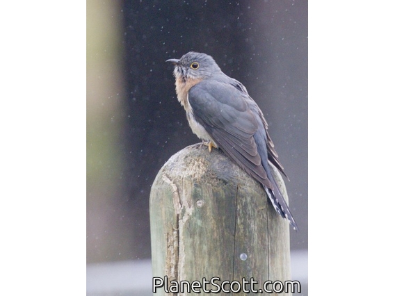 Fan-tailed Cuckoo (Cacomantis flabelliformis)