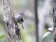 Golden Whistler (Pachycephala pectoralis) - Female