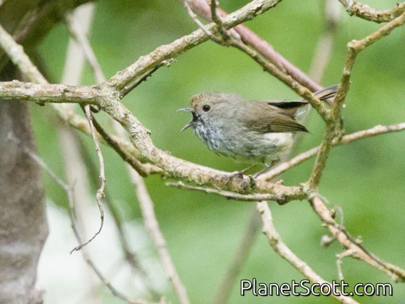 Brown Thornbill (Acanthiza pusilla)