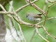 Brown Thornbill (Acanthiza pusilla)