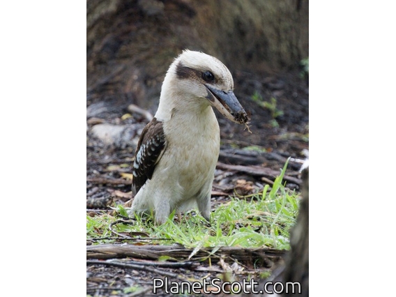 Laughing Kookaburra (Dacelo novaeguineae)