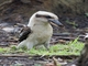 Laughing Kookaburra (Dacelo novaeguineae)