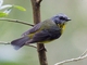 Eastern Yellow Robin (Eopsaltria australis)