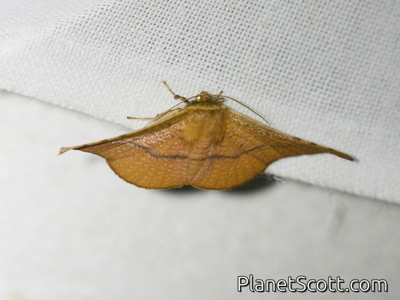 Window-winged Moth (Aglaopus pyrrhata)