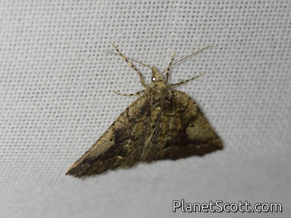 Geometer Moth (Geometridae sp)