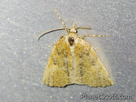 Geometer Moth (Ennominae sp)