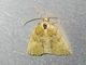 Geometer Moth (Ennominae sp)