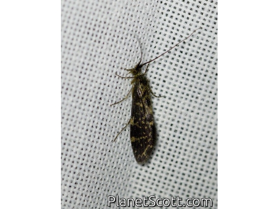 Caddisfly (Trichoptera sp)