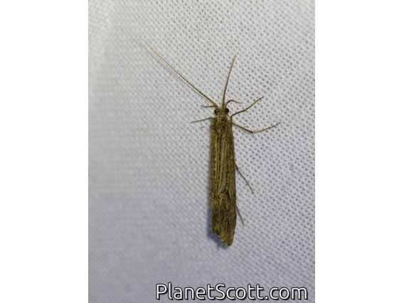 Tortricid Leafroller Moth (Tortricidae sp)