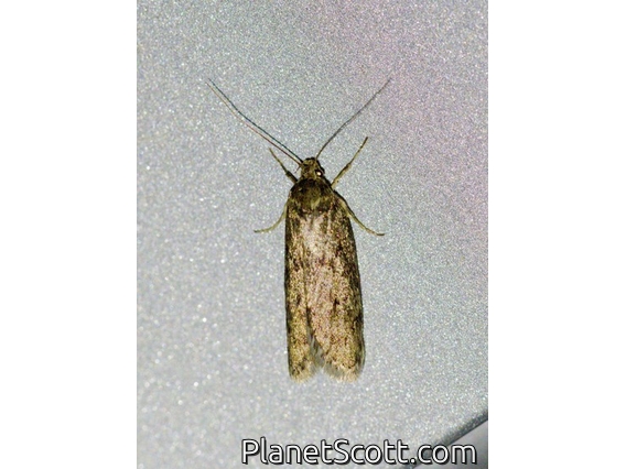 Brown House Moth (Hofmannophila pseudospretella)