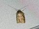 Brown House Moth (Hofmannophila pseudospretella)