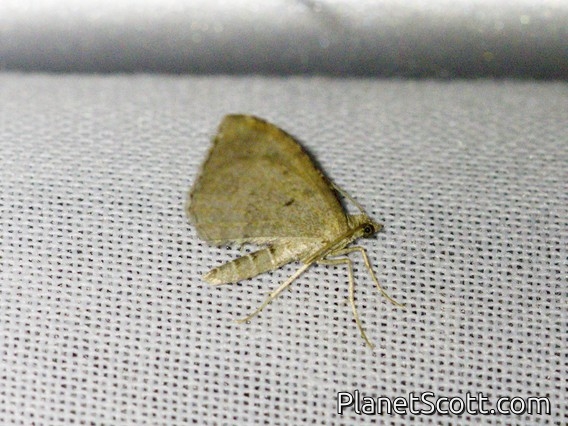 Geometer Moth (Geometridae sp)