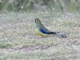 Blue-winged Parrot (Neophema chrysostoma)