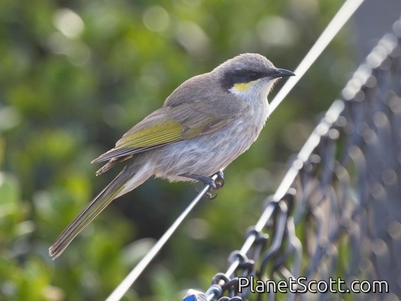 Singing Honeyeater (Gavicalis virescens)