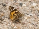 Australian Painted Lady (Vanessa kershawi)