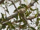 Brown-headed Honeyeater (Melithreptus brevirostris)