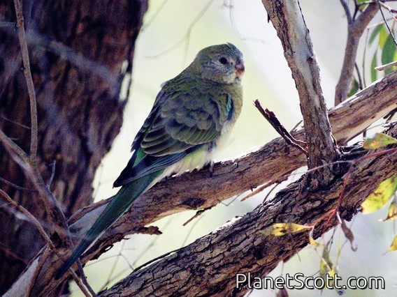 Red-rumped Parrot (Psephotus haematonotus) - Female