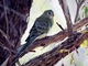 Red-rumped Parrot (Psephotus haematonotus) - Female