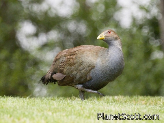 Tasmanian Nativehen (Tribonyx mortierii)
